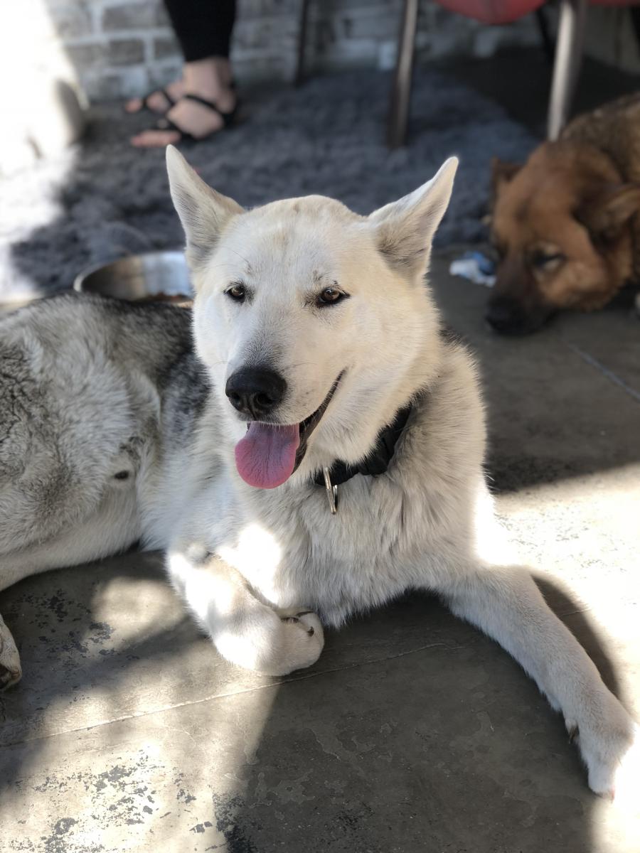 Image of thor, Lost Dog