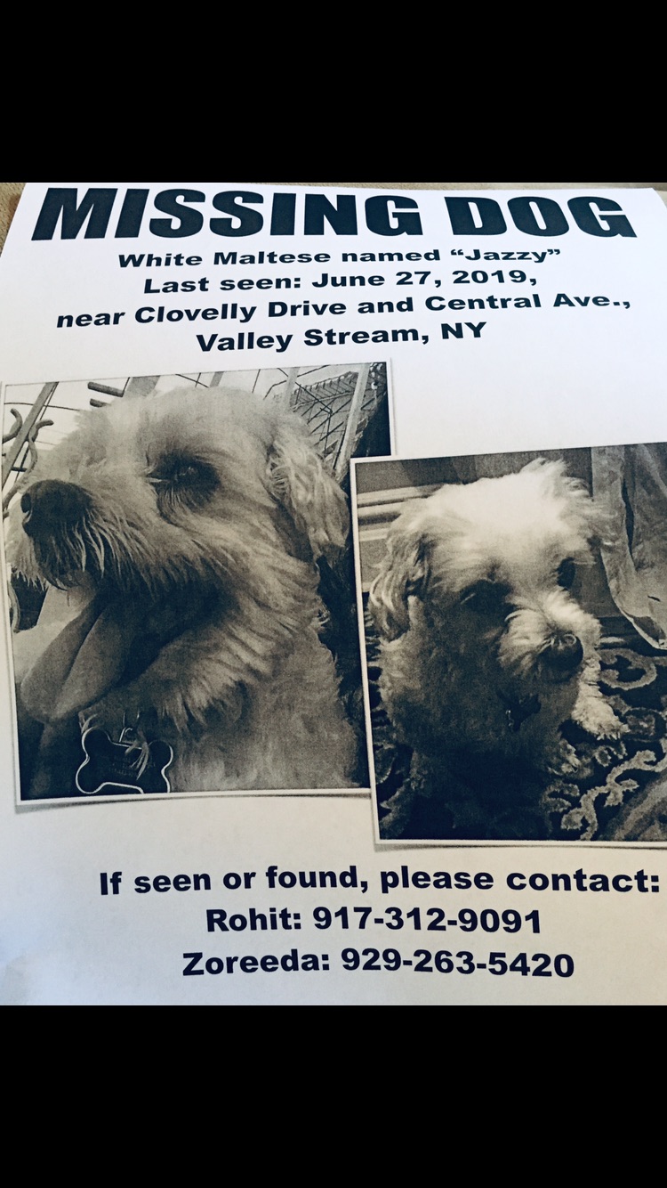 Image of Jazzy, Lost Dog