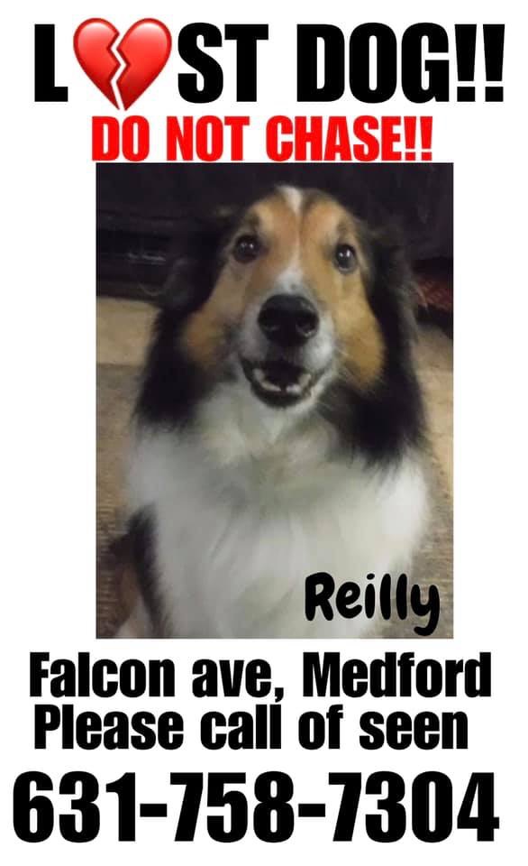 Image of Reilly, Lost Dog