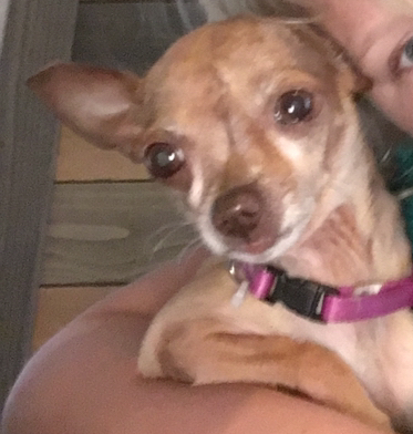Image of Nutty, Lost Dog