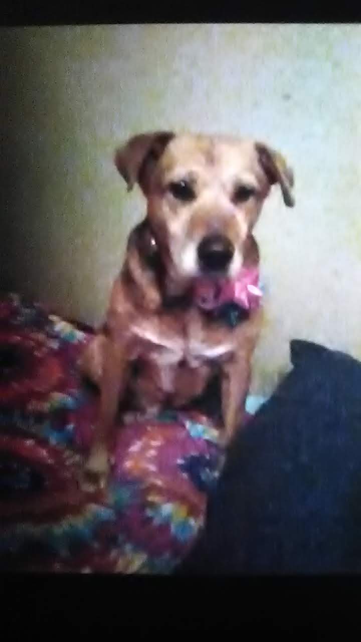 Image of Mindy, Lost Dog