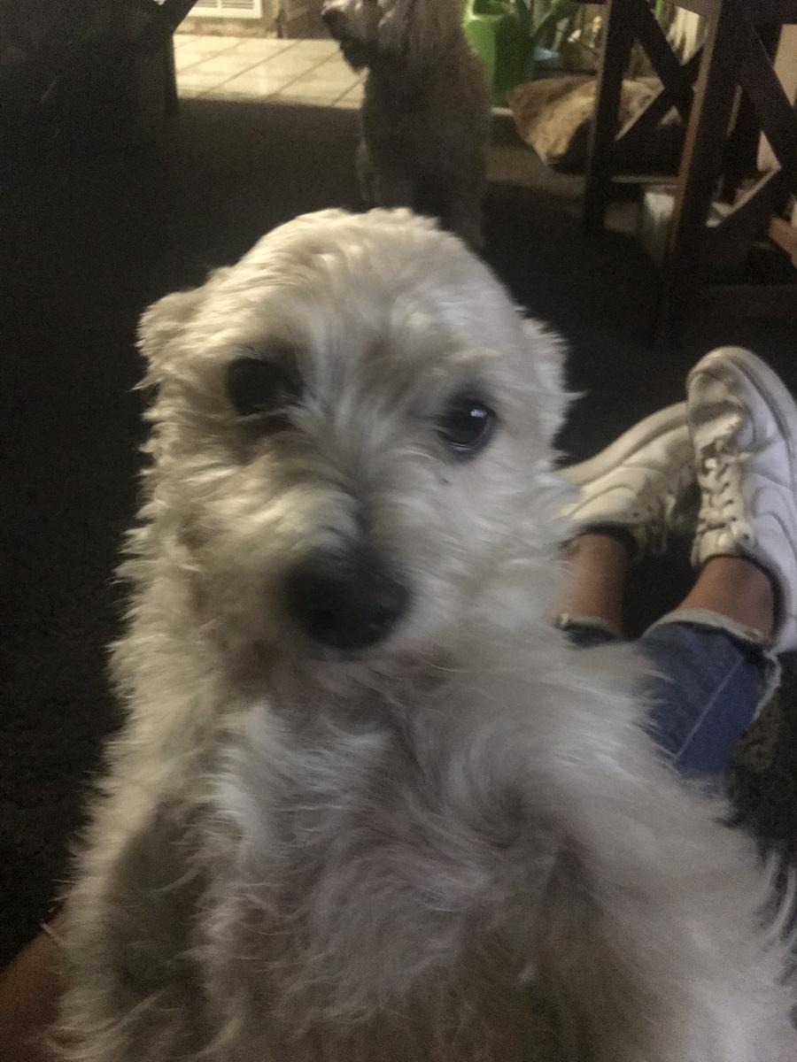 Image of Guerro (white boy), Lost Dog