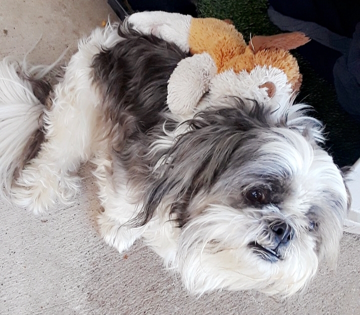 Image of Peluche, Lost Dog