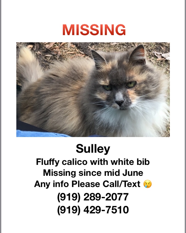 Image of Sulley, Lost Cat