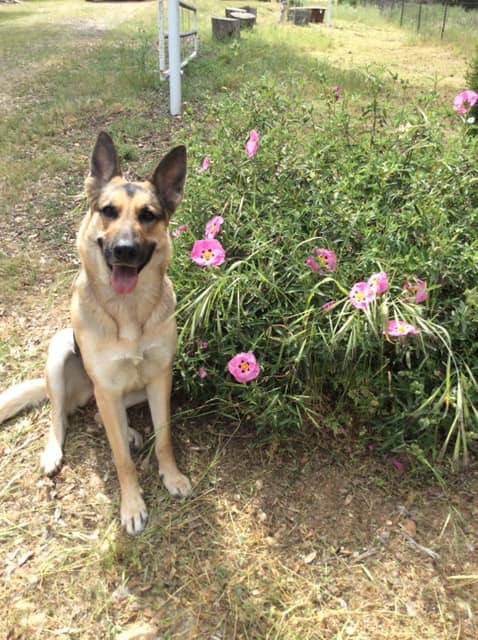 Image of Greta, Lost Dog