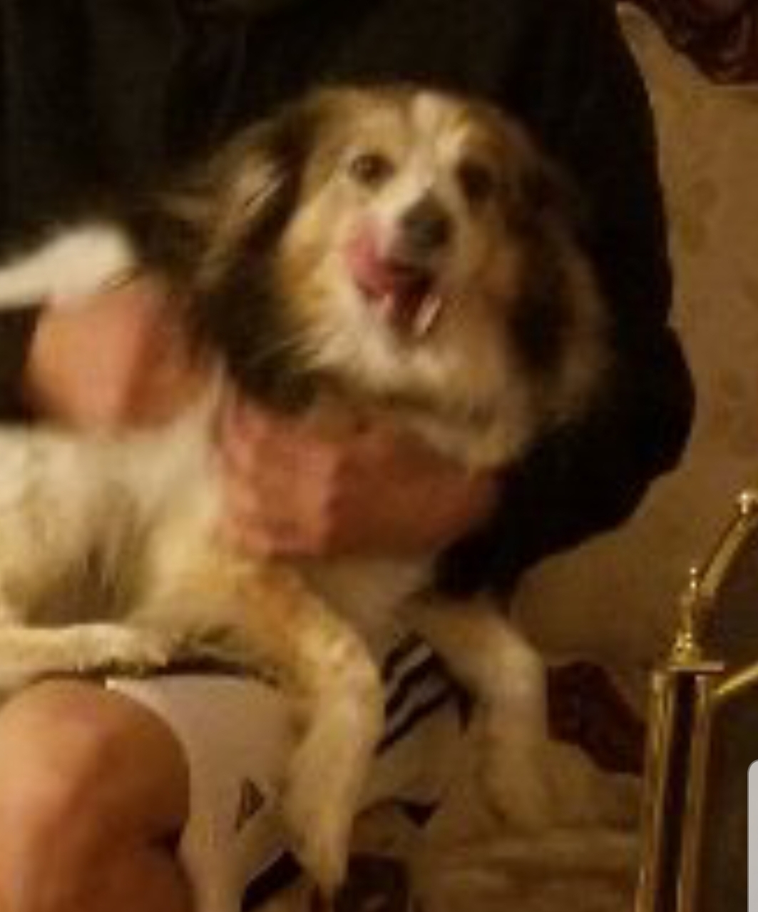Image of Gus, Lost Dog