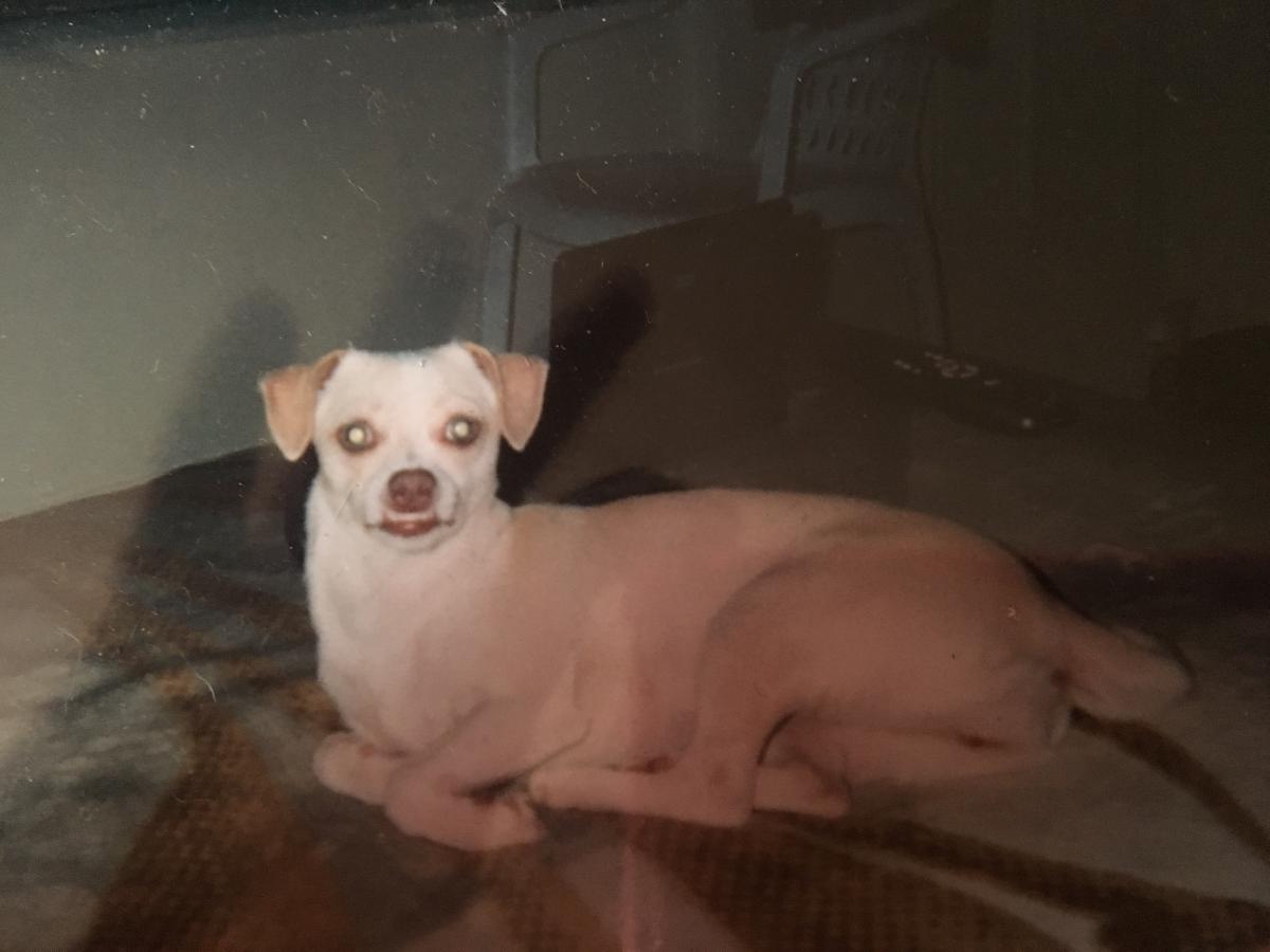 Image of Nena Cruz, Lost Dog