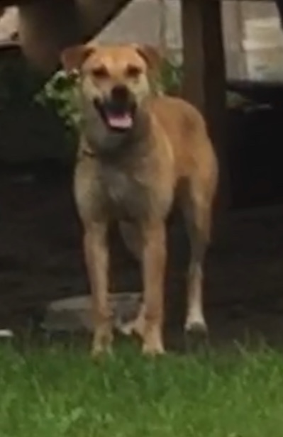 Image of Mocha, Lost Dog