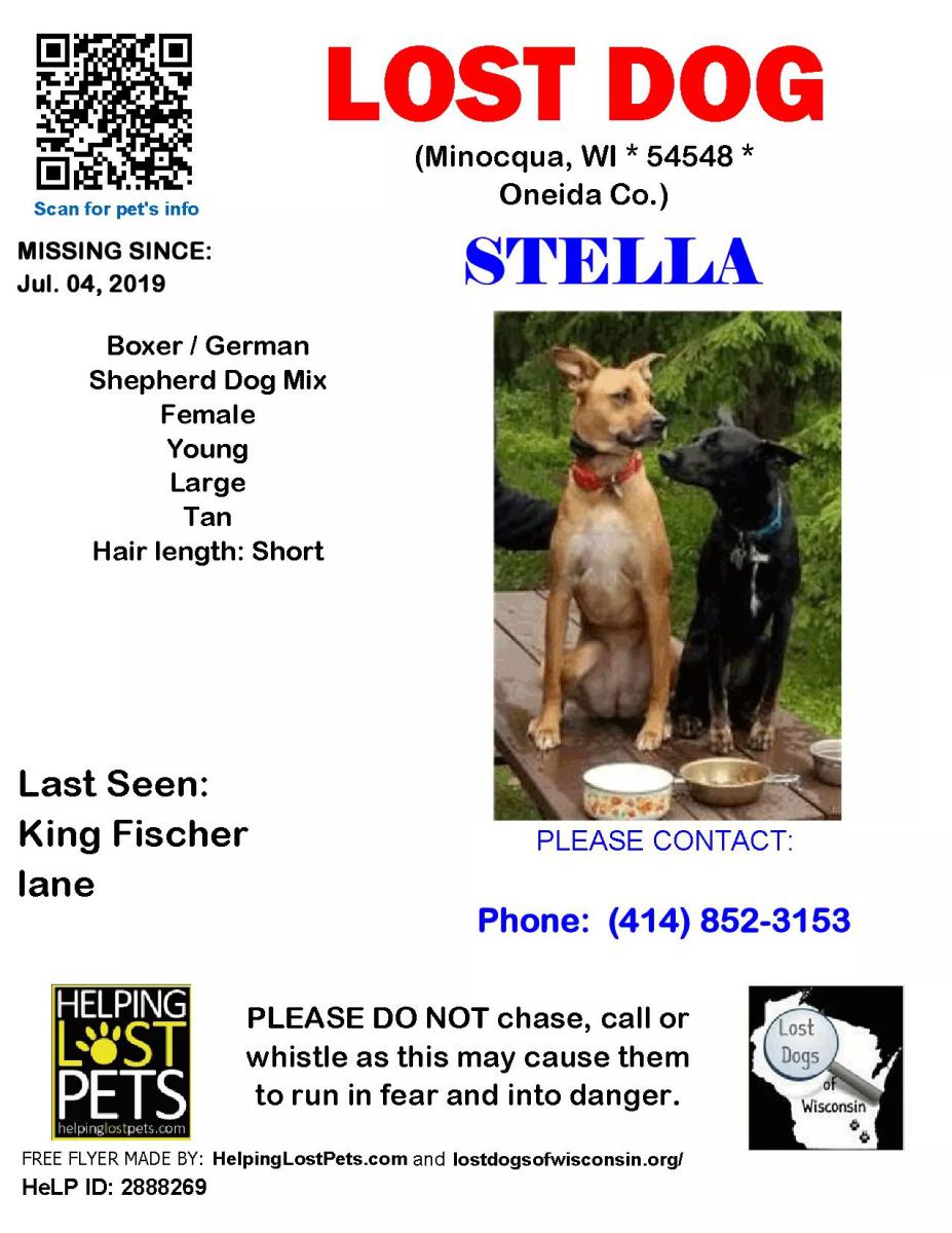 Image of Stella, Lost Dog