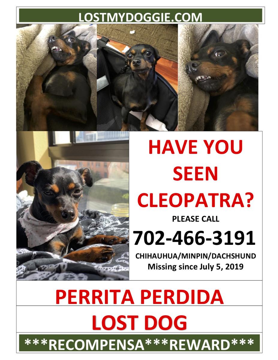 Image of Cleopatra, Lost Dog