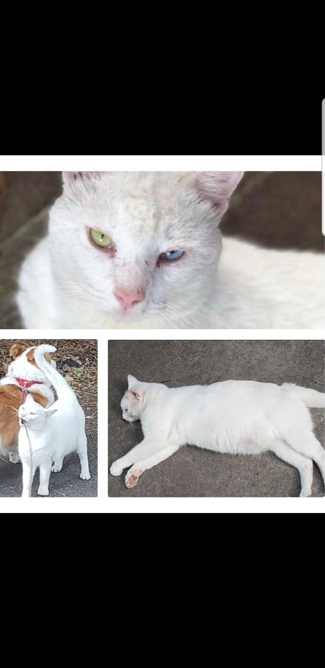 Image of Frosty, Lost Cat
