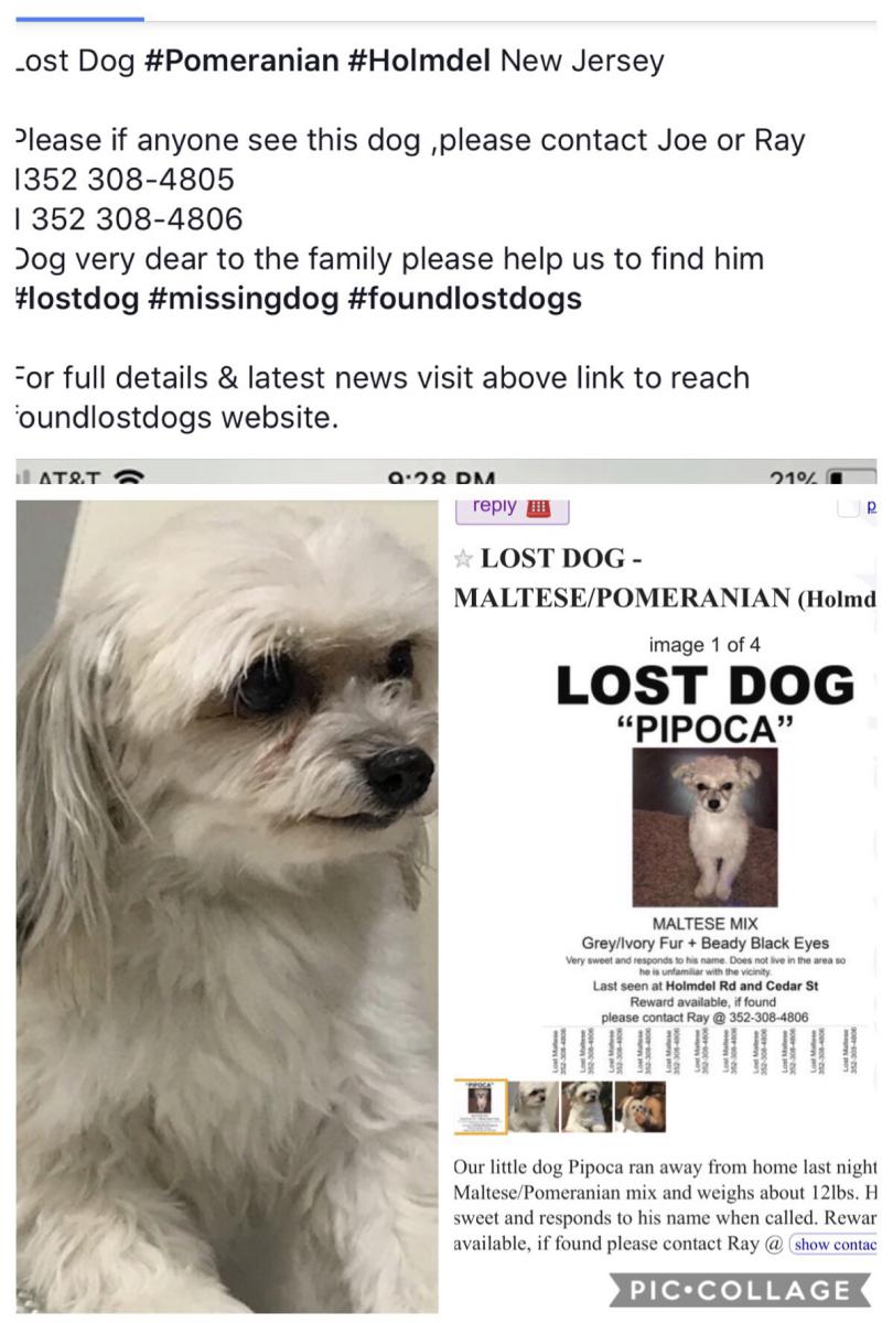 Image of Pipoca, Lost Dog