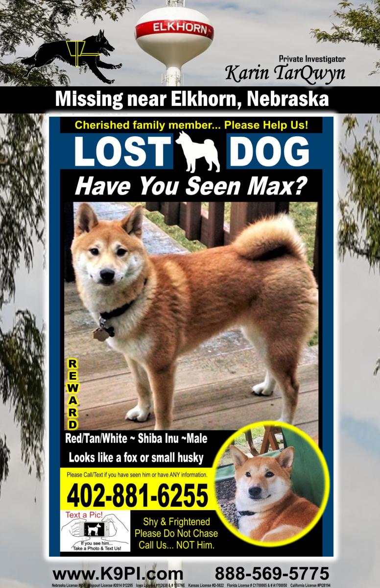 Image of Max, Lost Dog