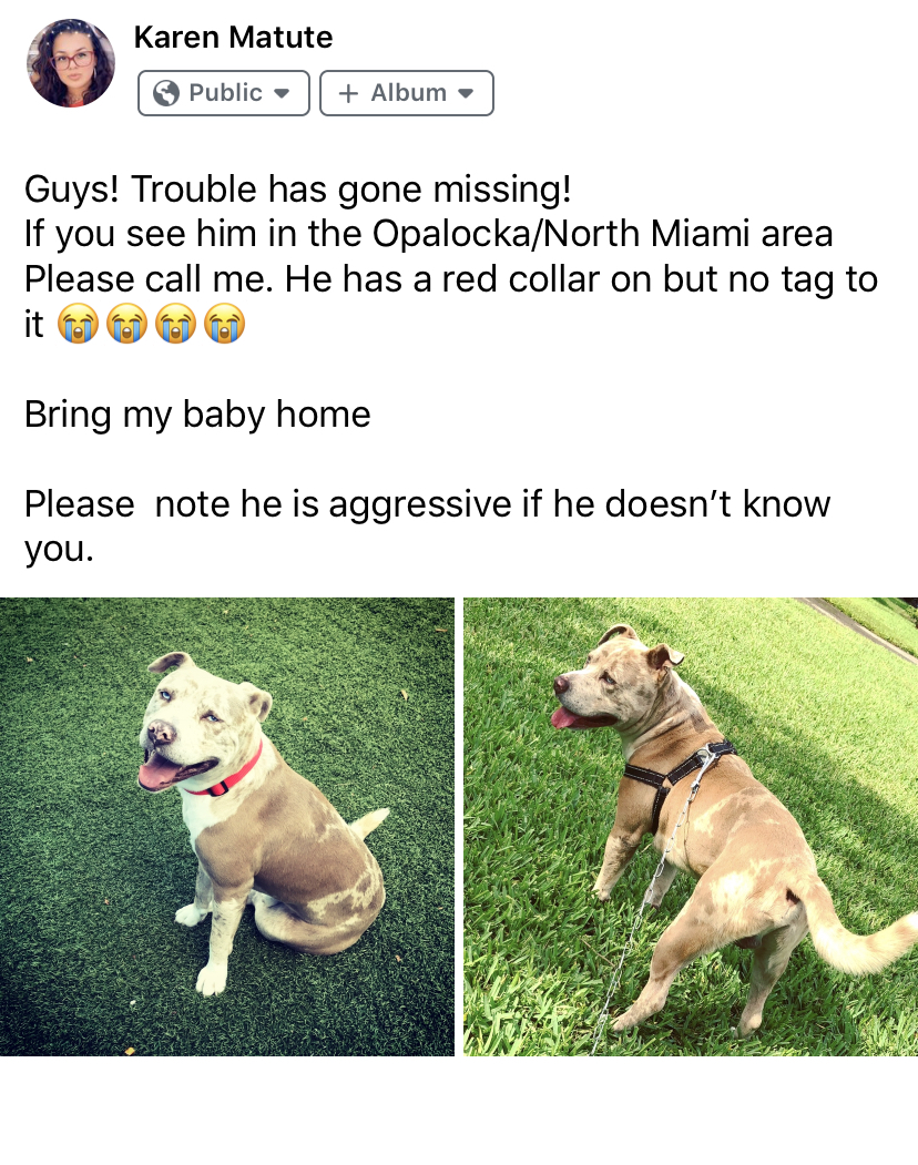 Image of Trouble, Lost Dog