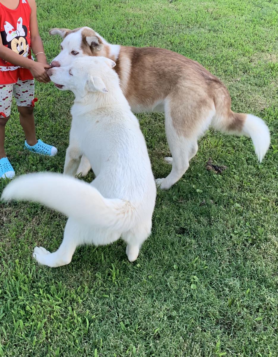 Image of Roxy and rocky, Lost Dog