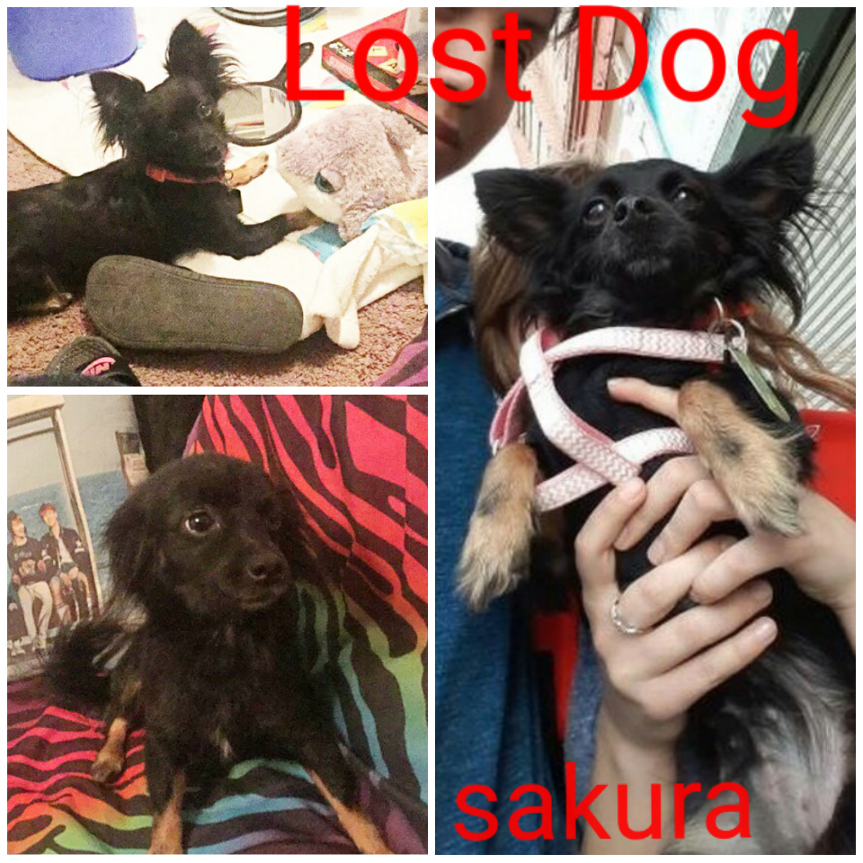 Image of Sakura, Lost Dog