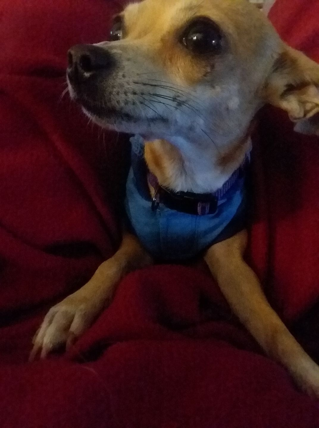 Image of Chihuahua Jingle Bel, Lost Dog