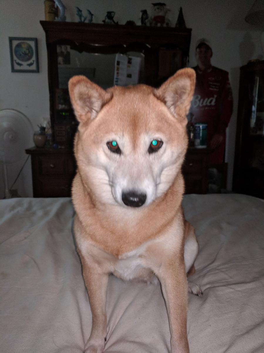 Image of Saki, Lost Dog
