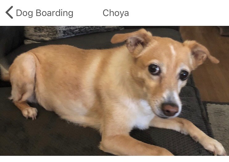 Image of Choya, Lost Dog