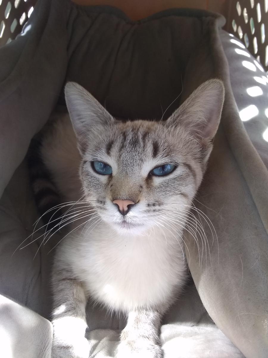 Image of Minxie, Lost Cat