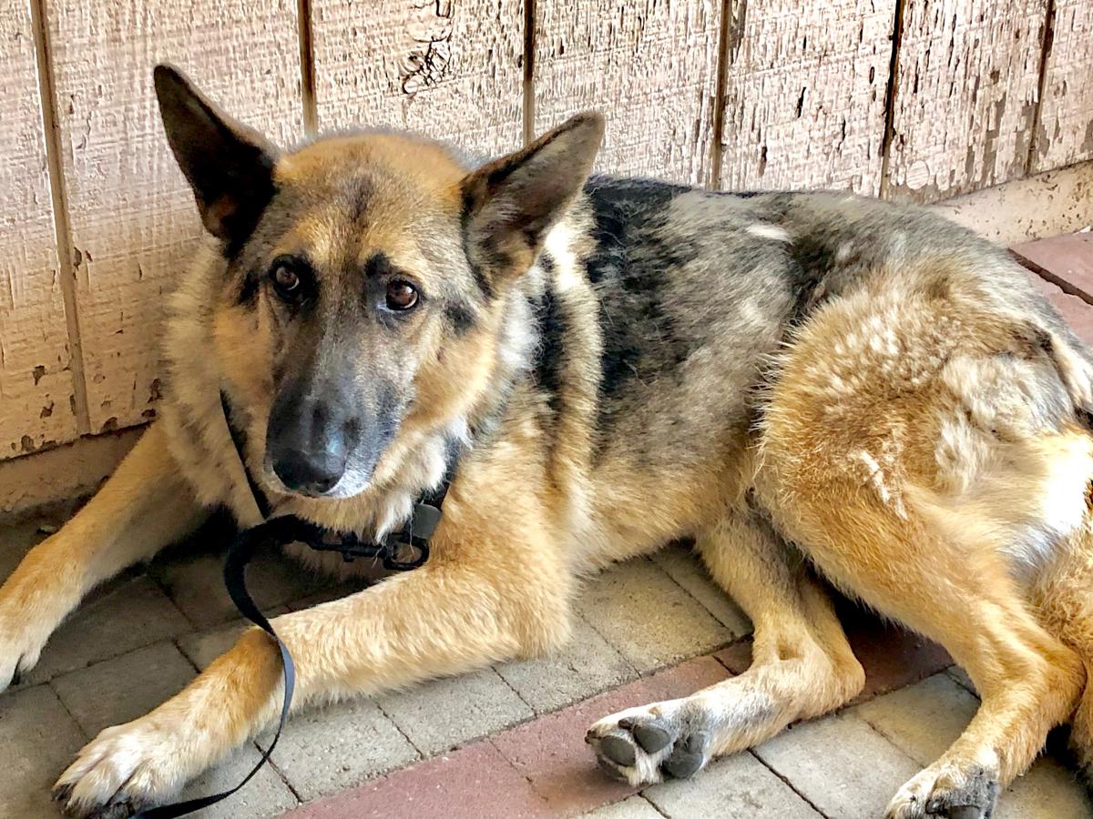 Found Dog German Shepherd in STOCKTON, CA - Lost My Doggie