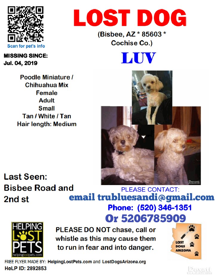 Image of Luv, Lost Dog