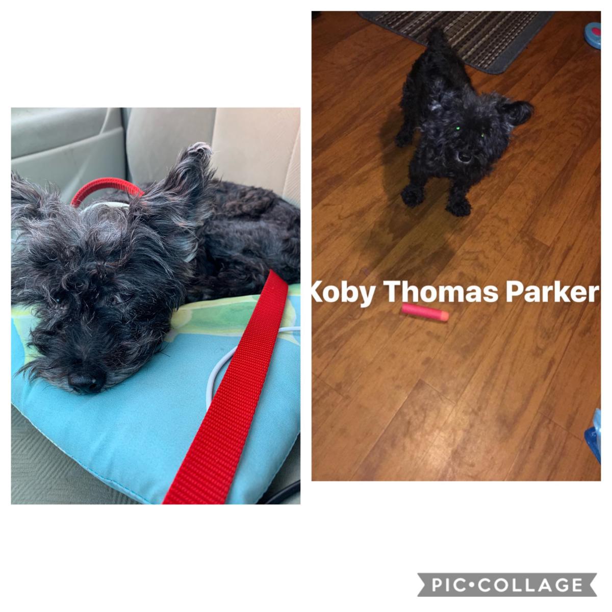 Image of Koby, Lost Dog