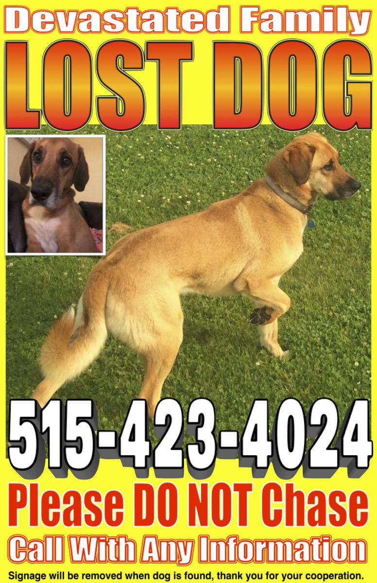 Image of Buck, Lost Dog
