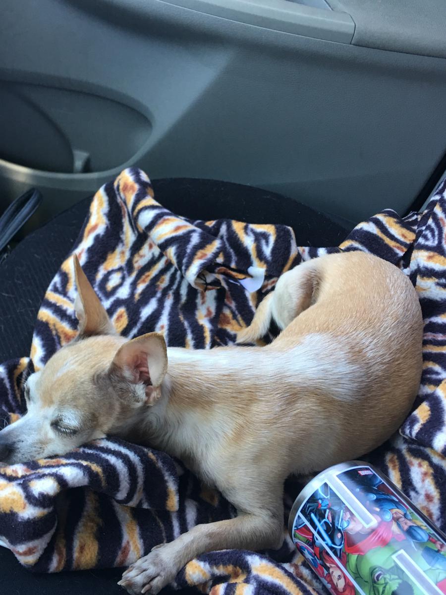 Image of Kimmie, Lost Dog