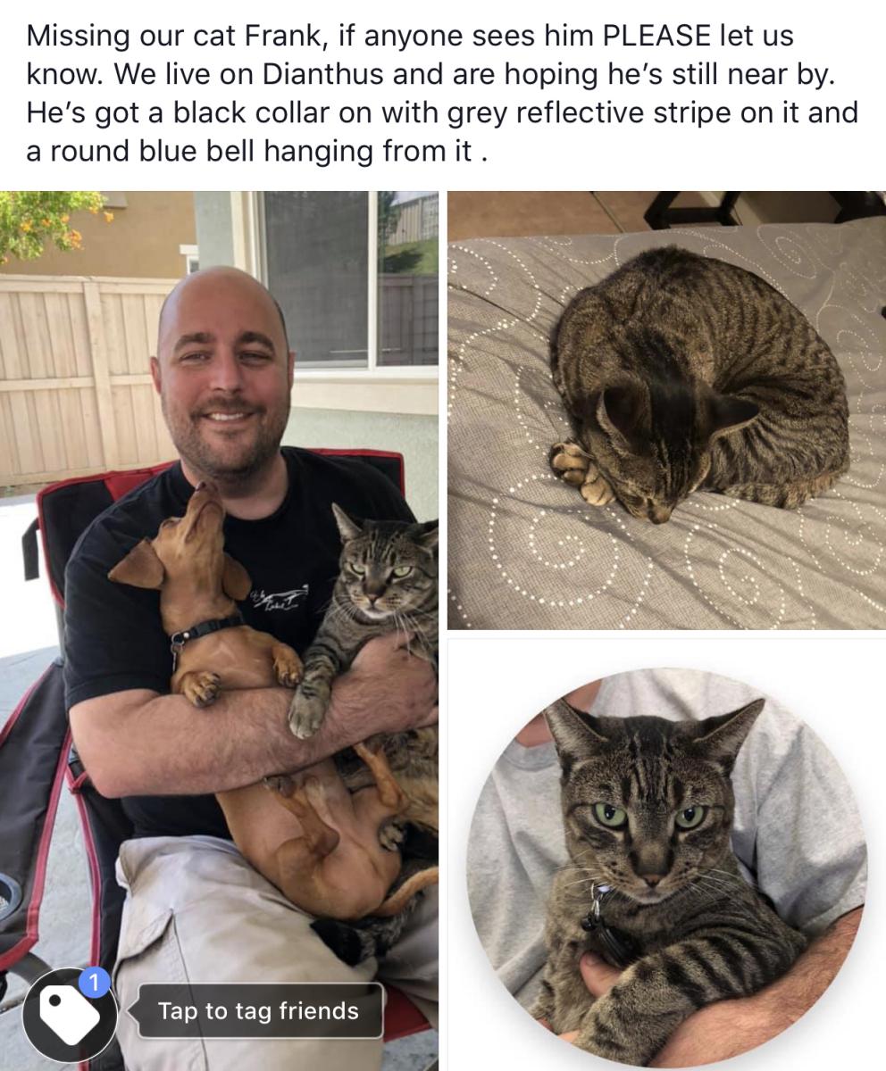 Image of Frank, Lost Cat