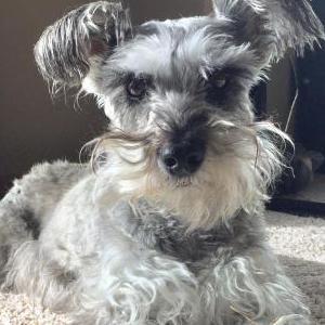 Image of Little Missy, Lost Dog