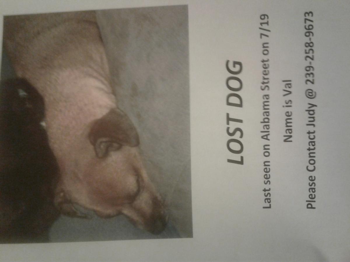 Image of Val, Lost Dog