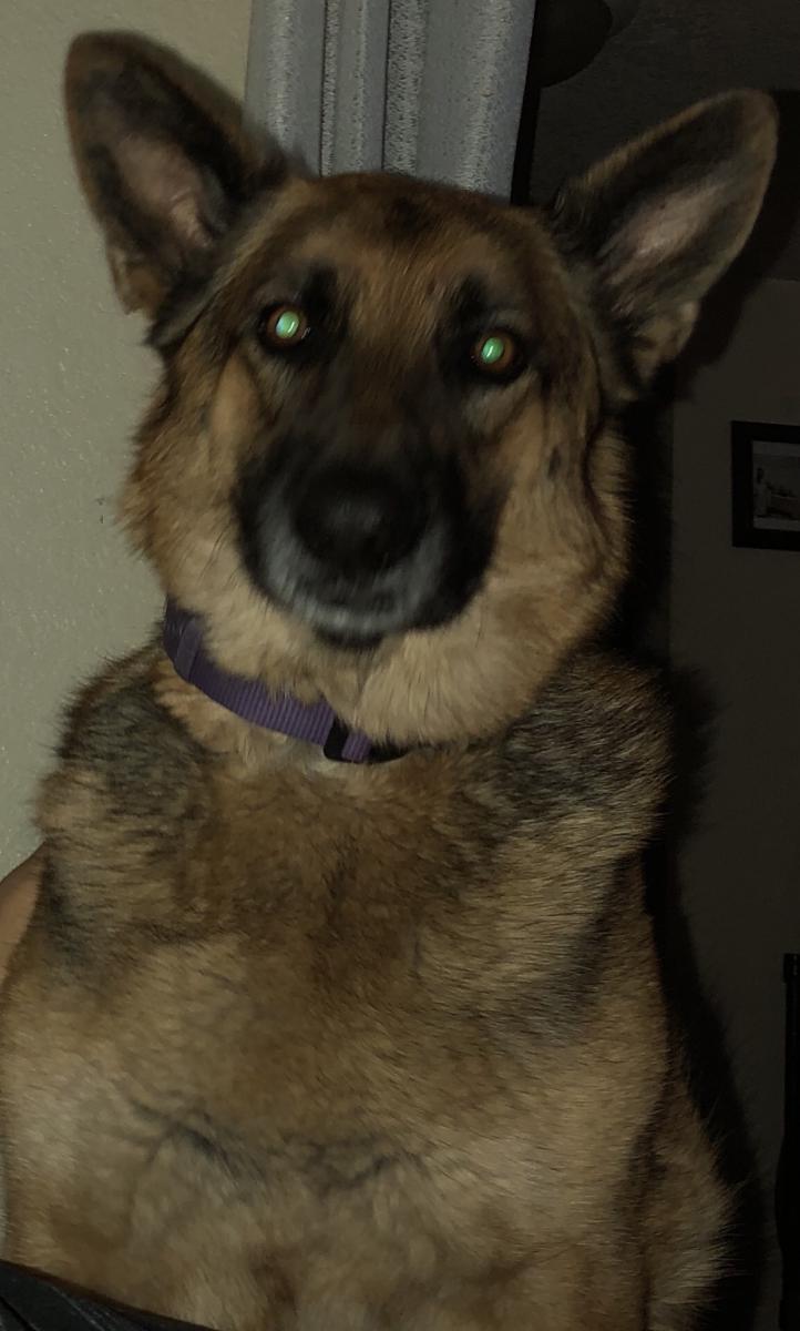 Image of KOOKIE, Lost Dog