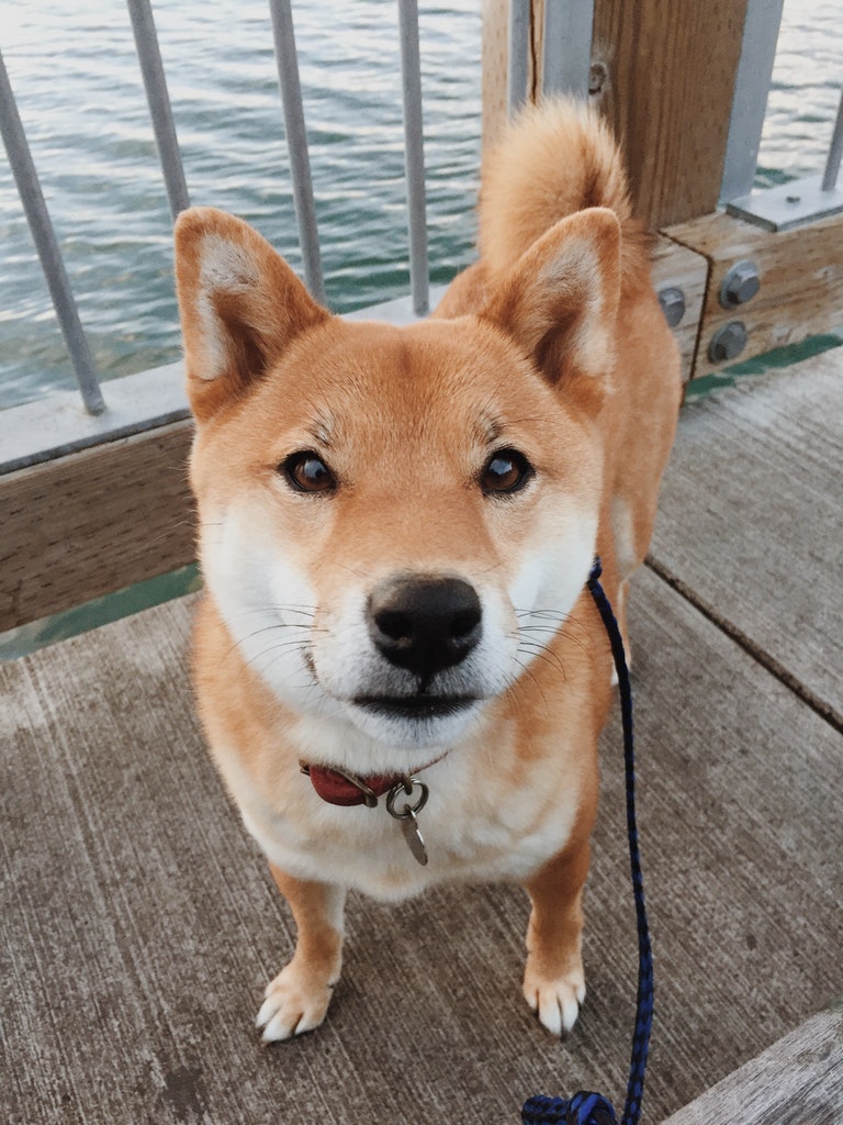 Image of Suki, Lost Dog