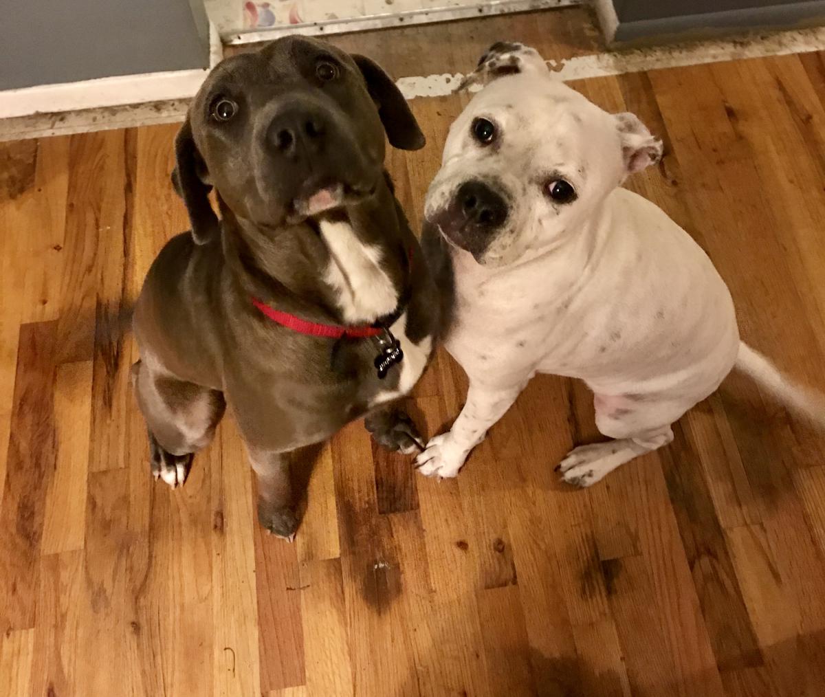 Image of Petey and Morty, Lost Dog