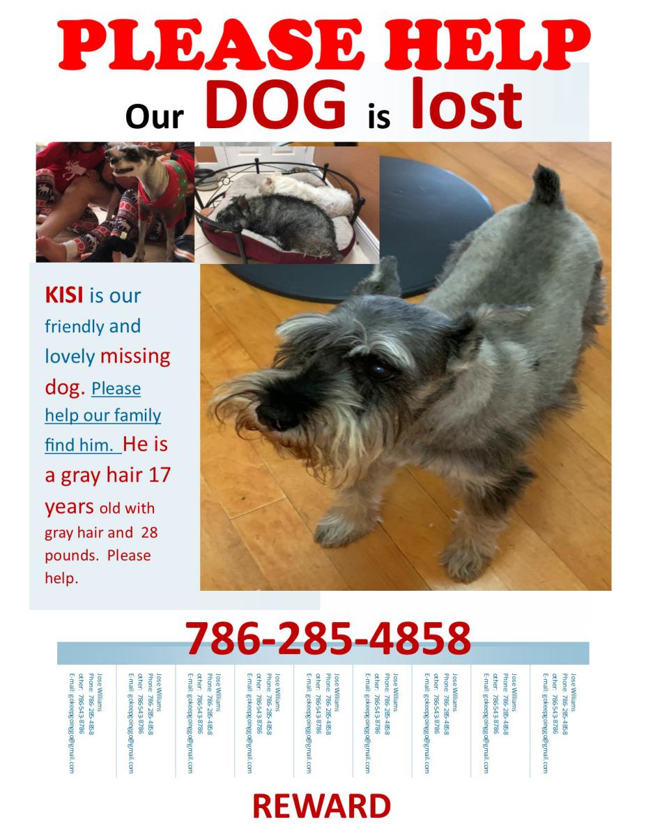 Image of KISI, Lost Dog