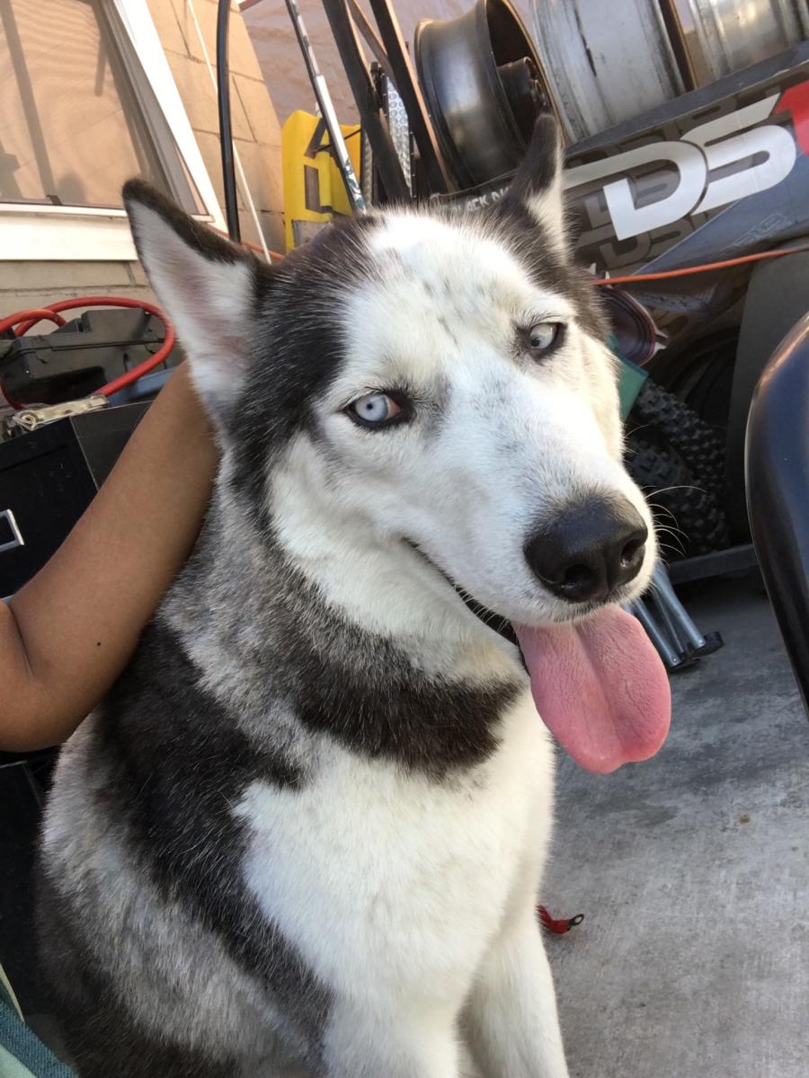 Lost Dog Siberian Husky in LONG BEACH, CA - Lost My Doggie