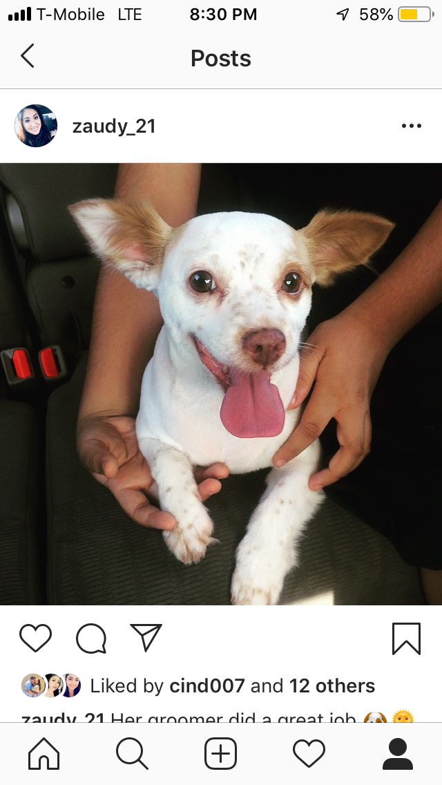 Image of Chickis, Lost Dog