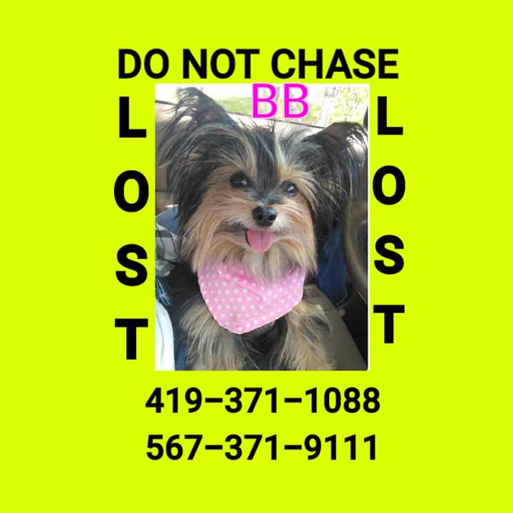 Image of BB, Lost Dog