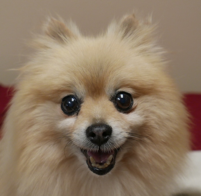 Image of Pomeranian, Found Dog
