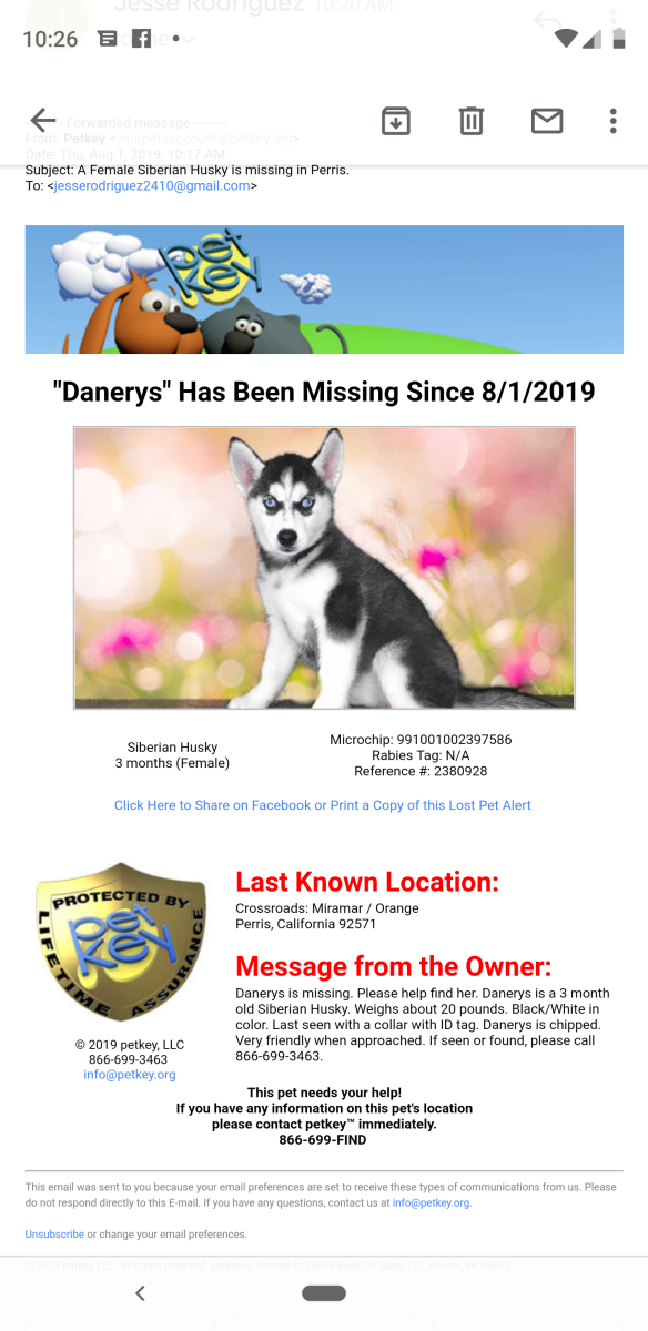 Image of Danerys, Lost Dog