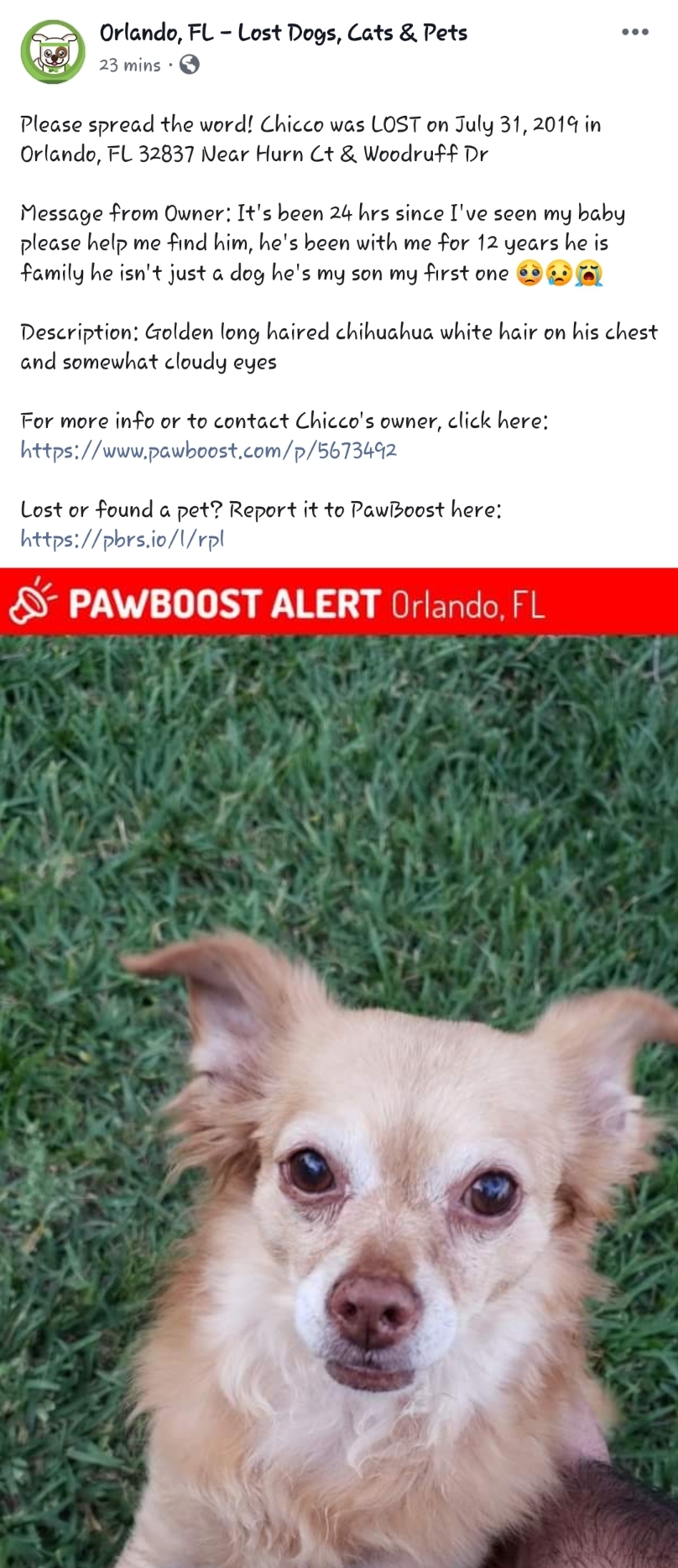 Image of Chicco, Lost Dog