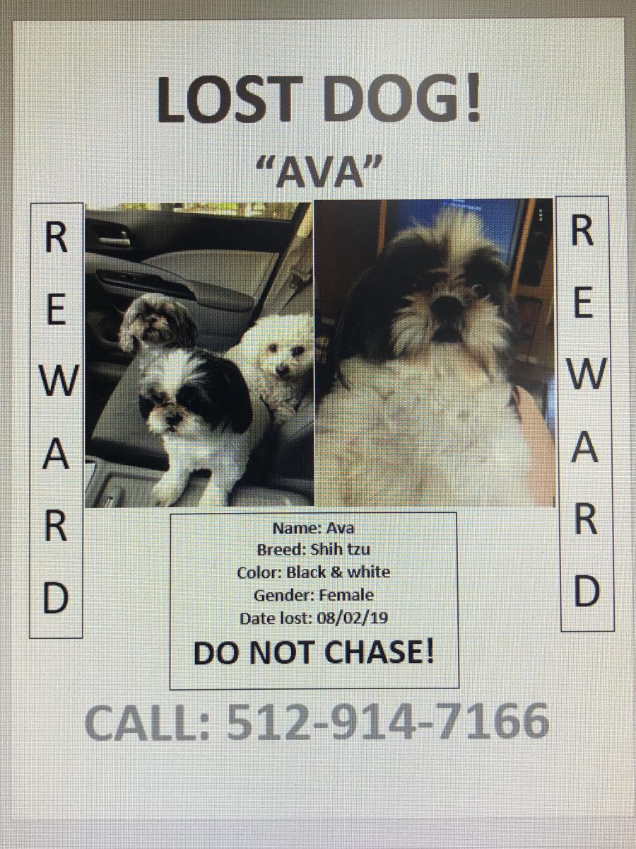 Image of Ava, Lost Dog