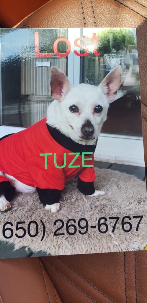 Image of Tuze, Lost Dog