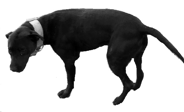 Image of Brazos, Lost Dog