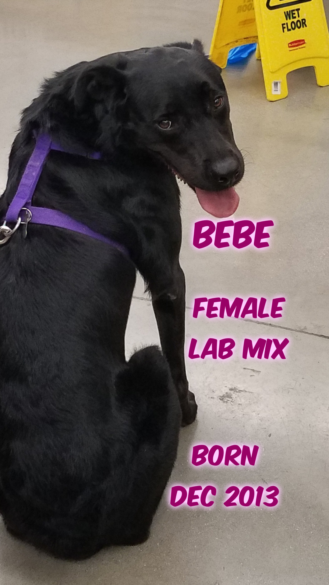 Image of BeBe, Lost Dog