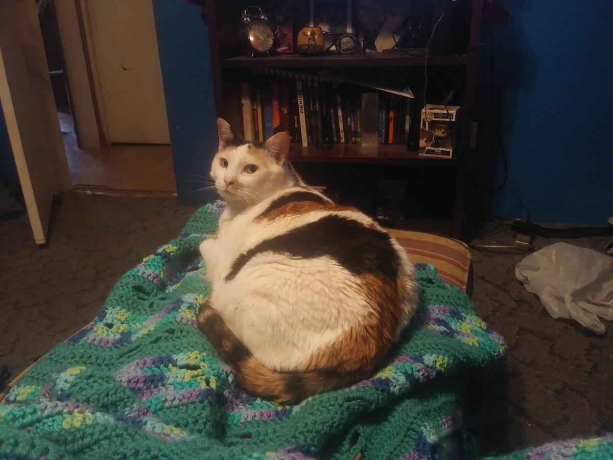 Image of S'mores, Lost Cat