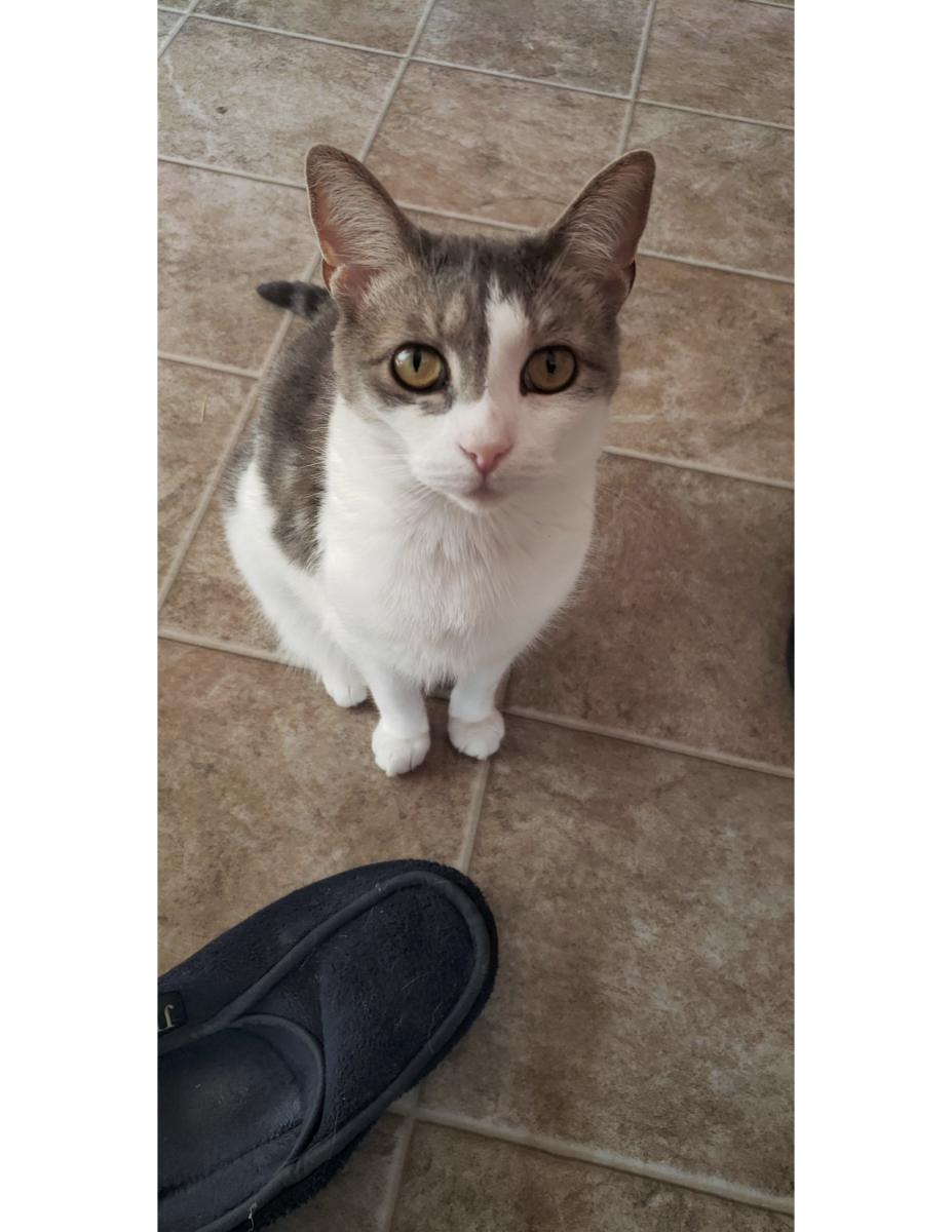 Image of Outee, Lost Cat