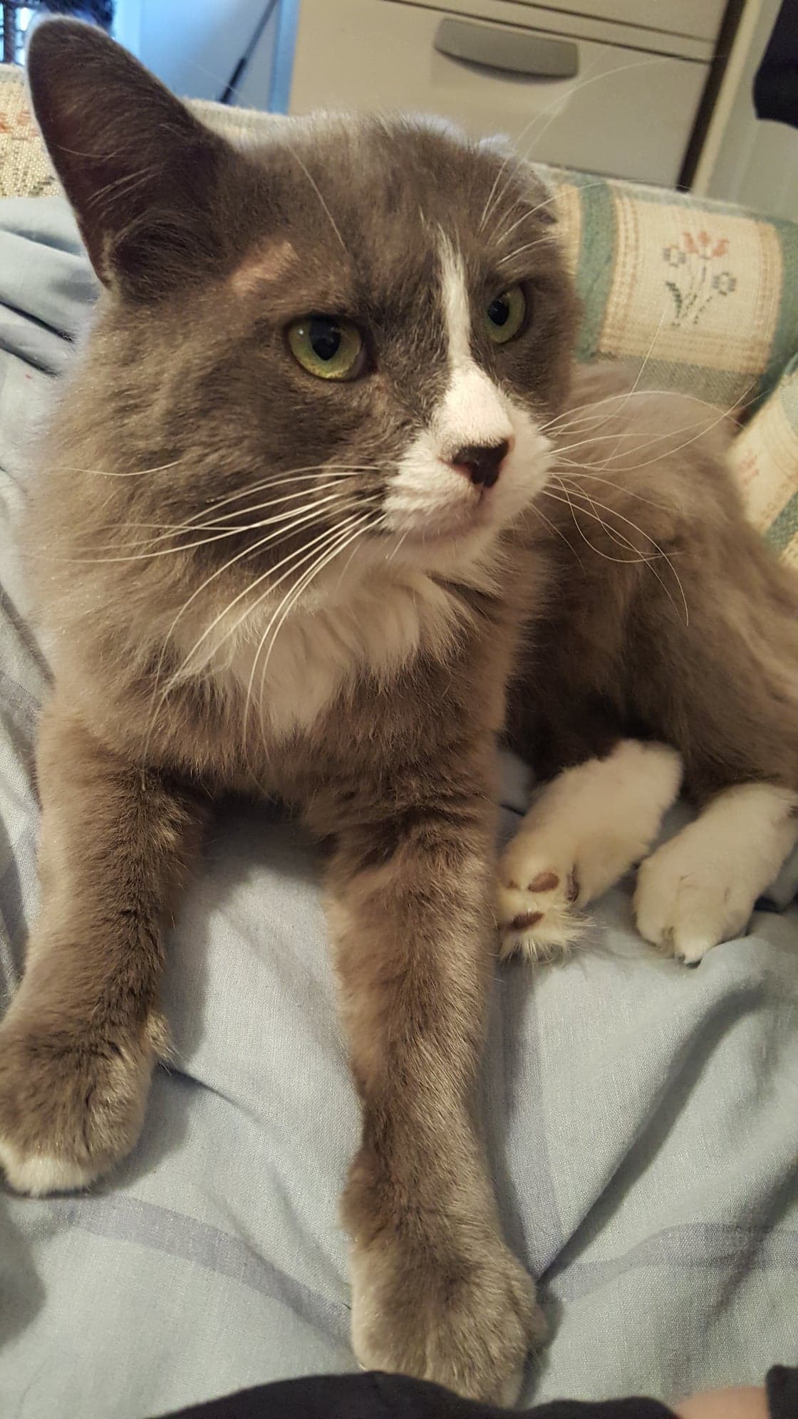 Image of Grey (sting), Lost Cat