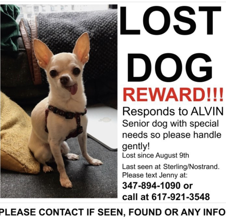 Image of Alvin, Lost Dog